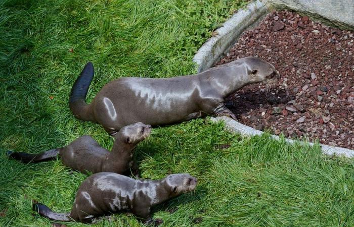 ces animaux qui ont fait de nous des chèvres en 2024