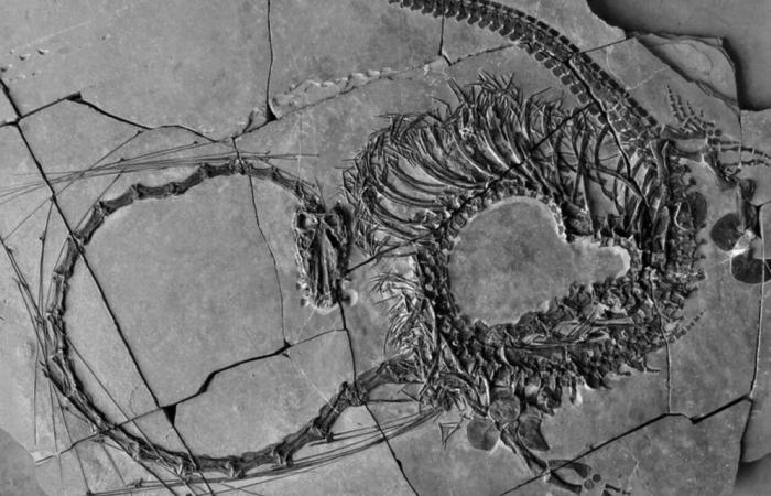 Les plus belles découvertes paléontologiques de l’année 2024