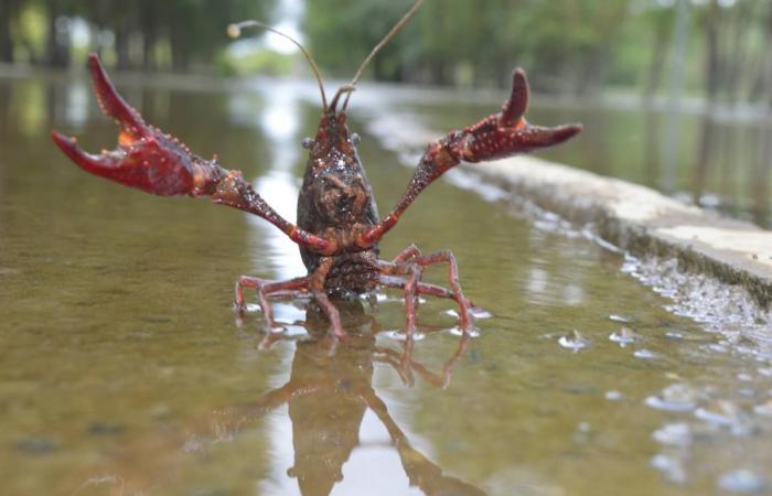 ces animaux qui ont fait de nous des chèvres en 2024