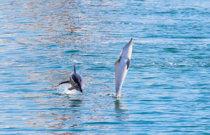 ces animaux qui ont fait de nous des chèvres en 2024