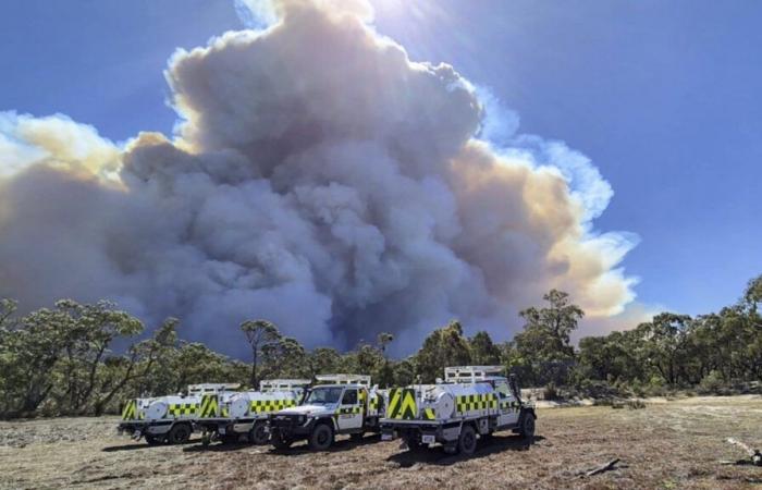 La canicule provoque de violents incendies de forêt en Australie