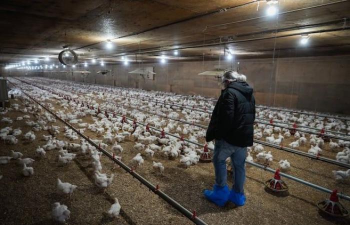 Inquiétudes au Canada concernant la grippe aviaire à l’aube de 2025