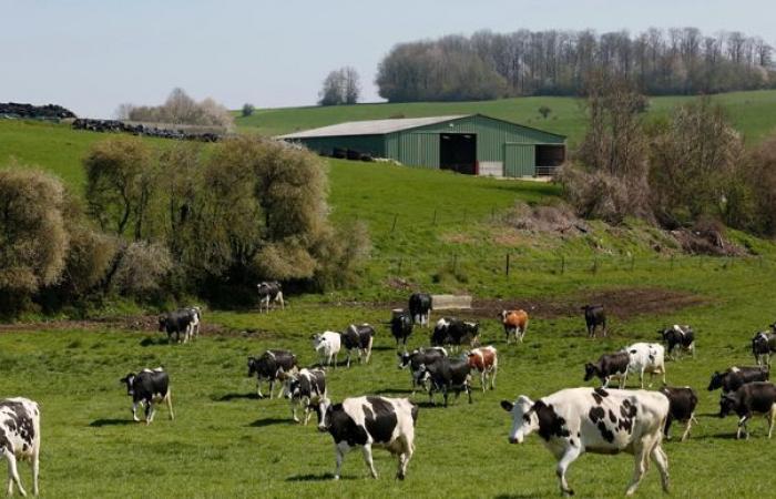 La collecte laitière résiste en France