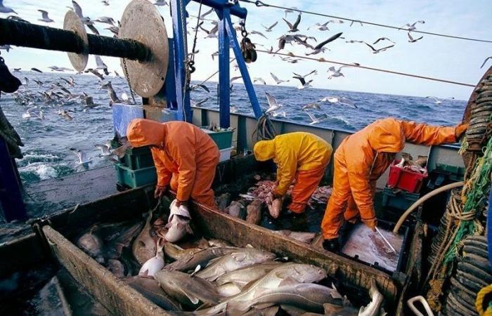 Baisse de 17% des débarquements de pêche dans les ports méditerranéens