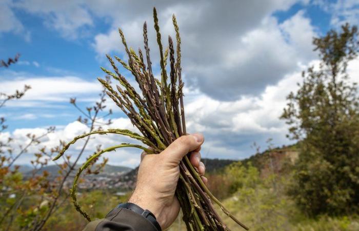 Asperges sauvages : sont-elles vraiment comestibles ?