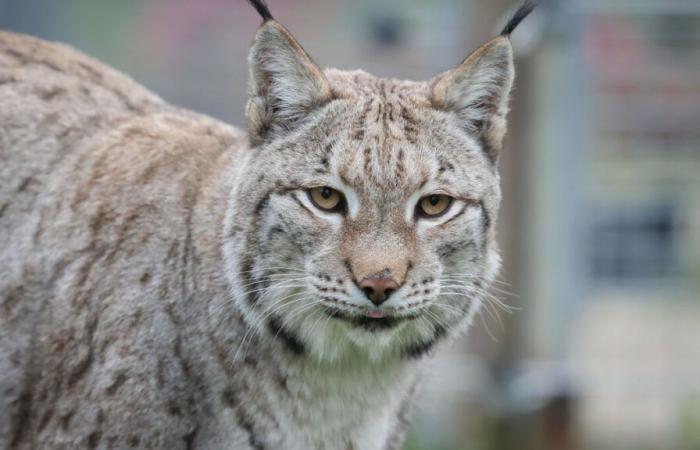 une vingtaine de félins tués dans un sanctuaire animalier américain