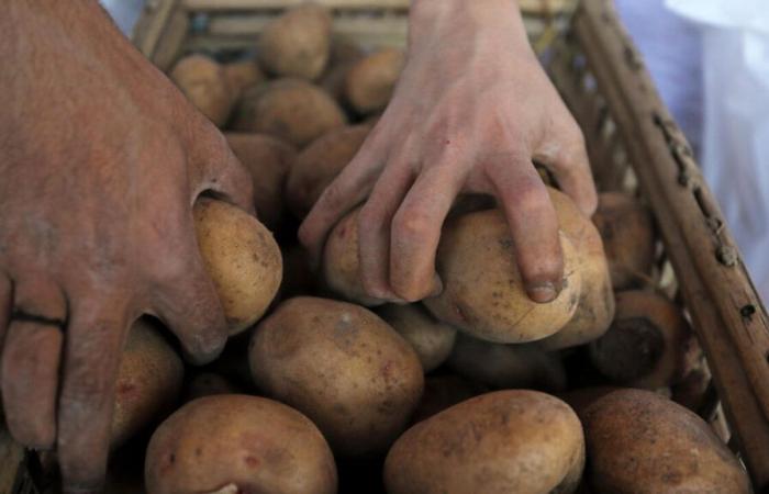 la pénurie de pommes de terre met les commerçants et les consommateurs sous tension