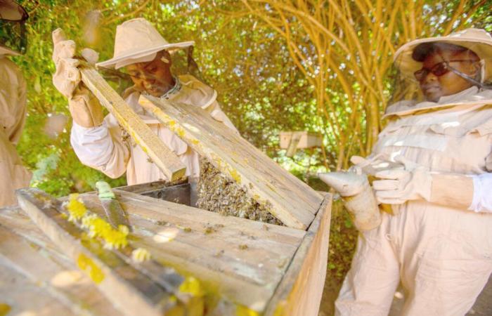 Le miel tanzanien fait enfin son entrée sur le lucratif marché chinois