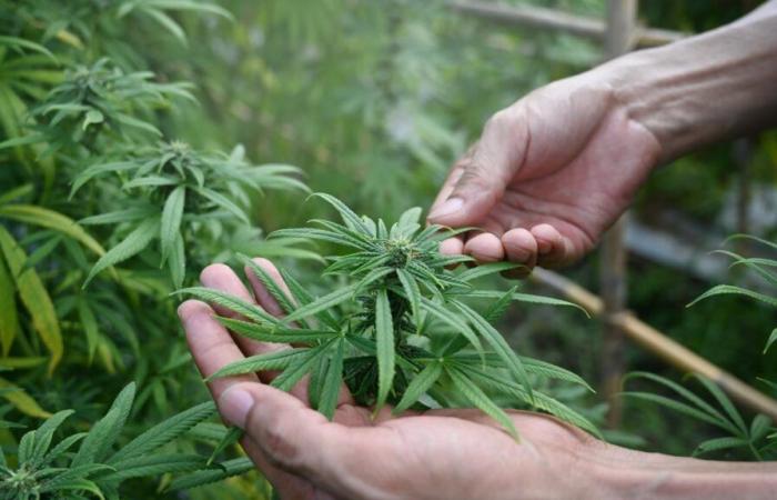 La production légale de cannabis dépasse les 4 tonnes en 2024 (ANRAC)