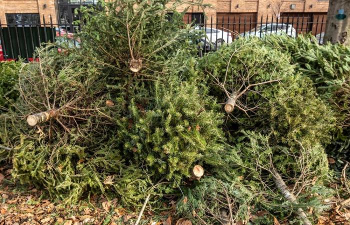 Où déposer son sapin de Noël à Saint-Denis ?