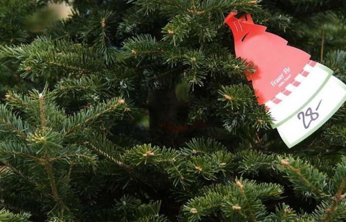 Des points de collecte de sapins implantés dans la métropole angevine