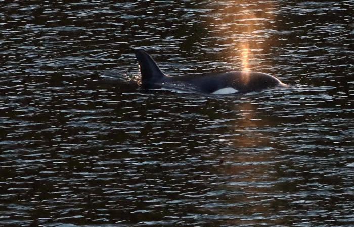 Les orques s’installent dans l’Arctique