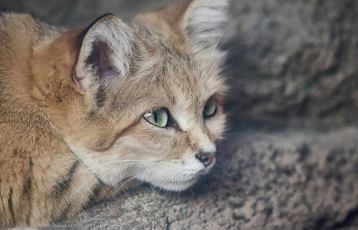 une vingtaine de félins dont un tigre du Bengale succombe à la grippe aviaire