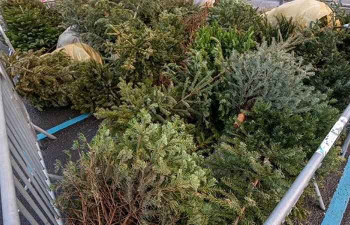 Que faire de son sapin après Noël dans l’Oise ? Voici où et quand s’en débarrasser