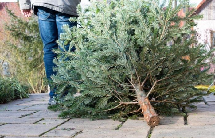 Tarn-et-Garonne. Voici où déposer votre sapin après les vacances à Montauban