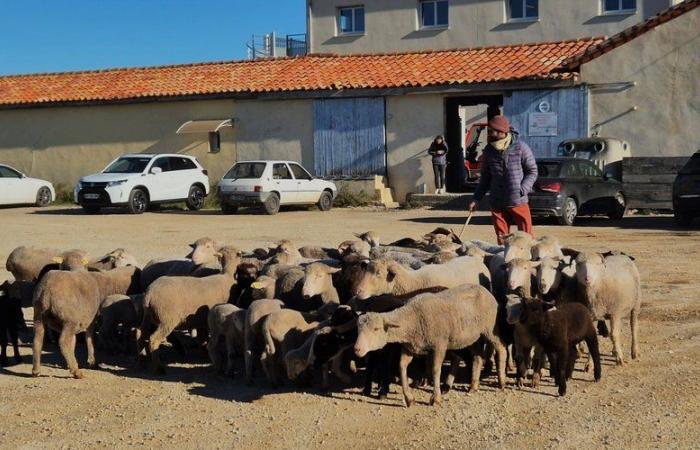 Gruissan – Les moutons de l’Ariège ont pris leurs quartiers d’hiver