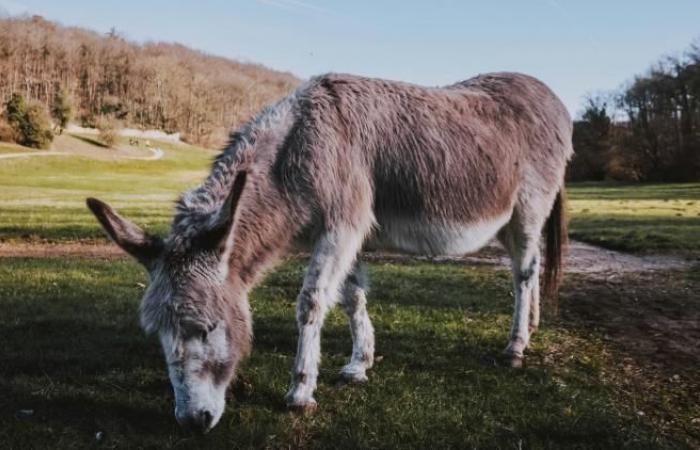 Bourré de pain par les promeneurs, un âne meurt le jour de Noël