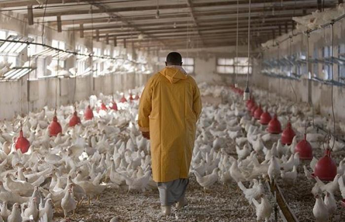 LES PETITS AGRICULTEURS CRIENT LEUR DÉSARRANCE