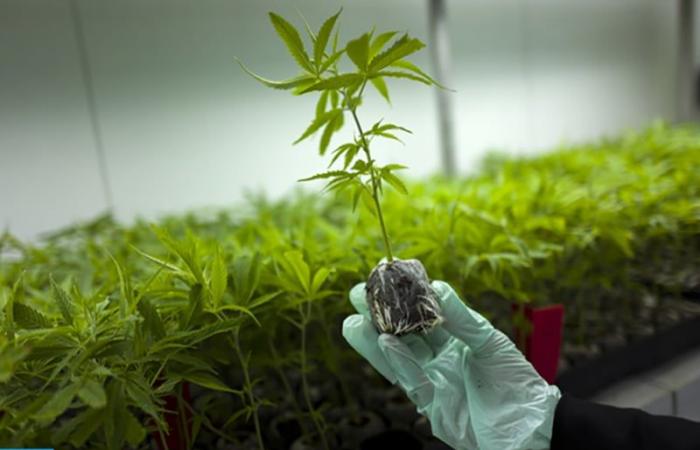 croissance économique et sociale du secteur légal du cannabis