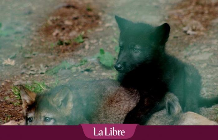 Douze oursons nés en Wallonie, aucun en Flandre