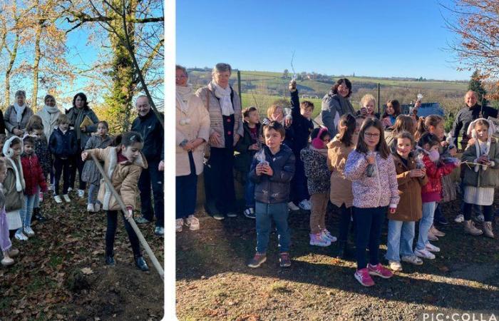 Cassagnes-Bégonhès. Maple takes root at Sainte-Marie school