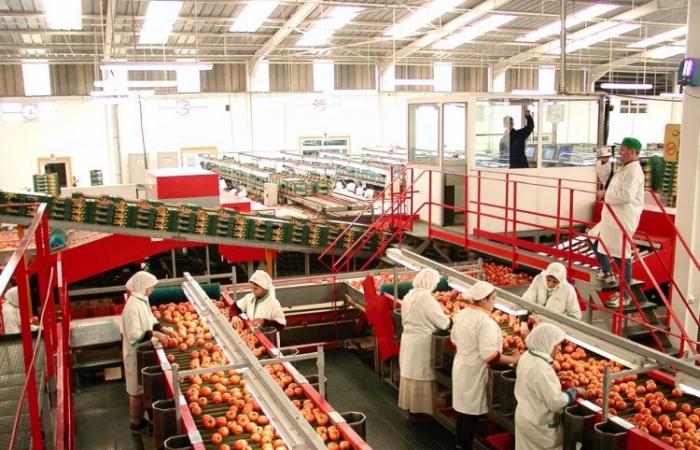 La tomate marocaine, très appréciée sur le marché européen