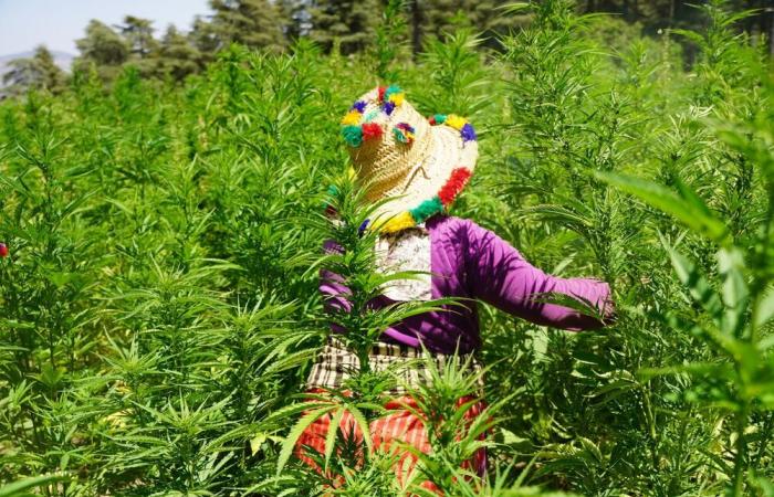 Cannabis légal : le Maroc en produit 4 000 tonnes en 2024