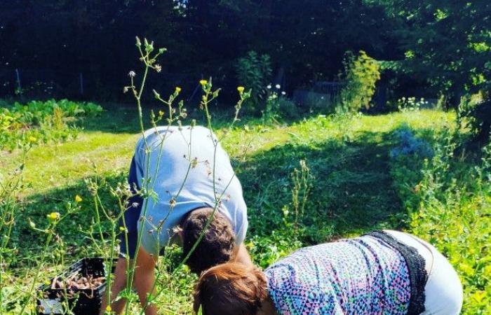 Les associations d’aide alimentaire s’associent aux agriculteurs pour lutter contre la malbouffe