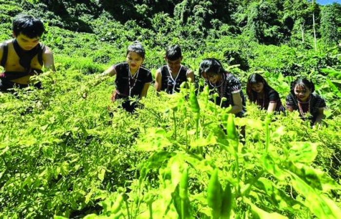 l’or vert des montagnes de Quang Nam