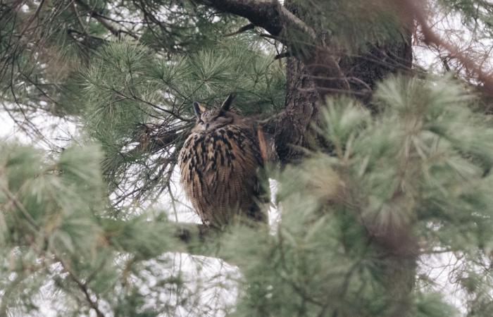 Les animaux qui ont fait 2024