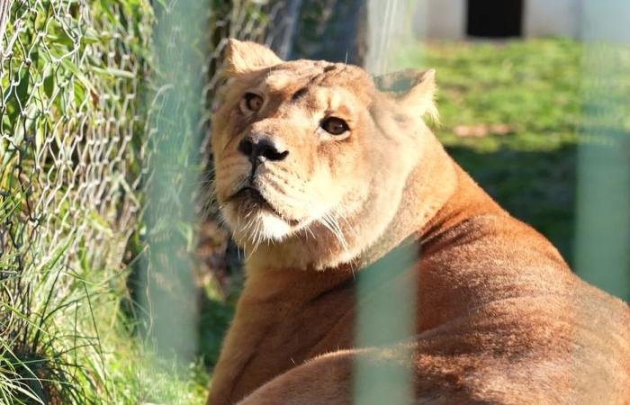 Circus lionesses collected by the Tonga Terre d’Accueil association