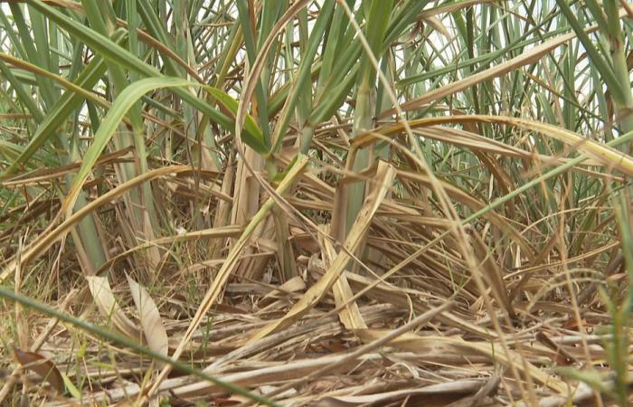 La sécheresse s’installe à La Réunion, les agriculteurs s’inquiètent