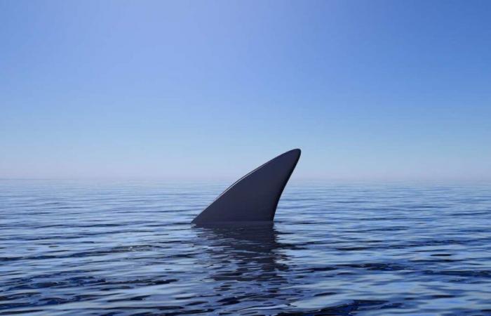 un homme tué par un requin dans la Grande Barrière de Corail