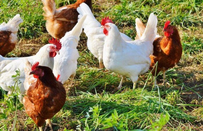 un foyer de grippe aviaire « hautement pathogène » détecté dans une ferme en Normandie