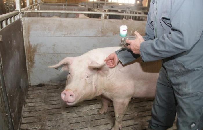 La vaccination contre la grippe porcine réduit mais n’inhibe pas l’excrétion du virus H1avN2