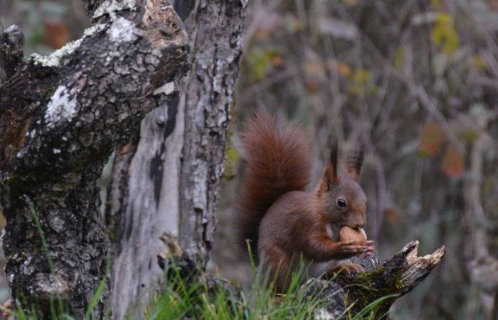 Avec le photographe Jacques Laporte, au plus près de la faune du Tarn-et-Garonne