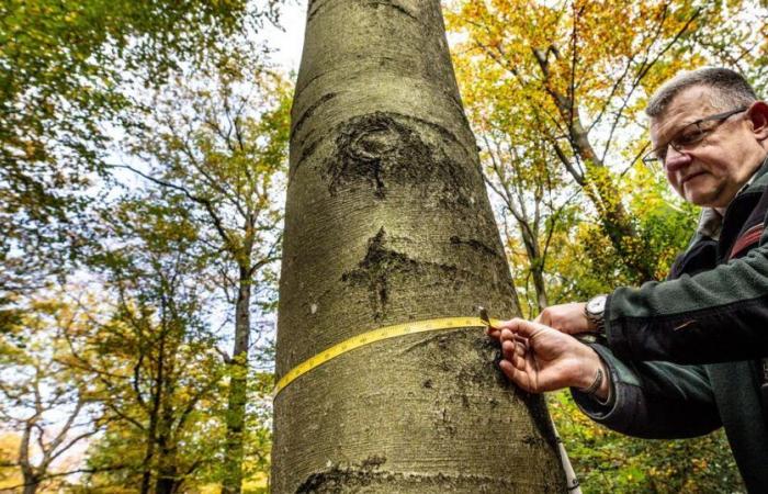 Le bois, qui peut contribuer à atteindre le zéro carbone net, est sous-exploité en Suisse, selon une étude