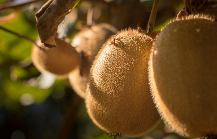 découvrez 5 produits phares du Lot-et-Garonne