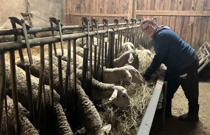 En Indre-et-Loire, les éleveurs continuent de travailler même pendant les vacances