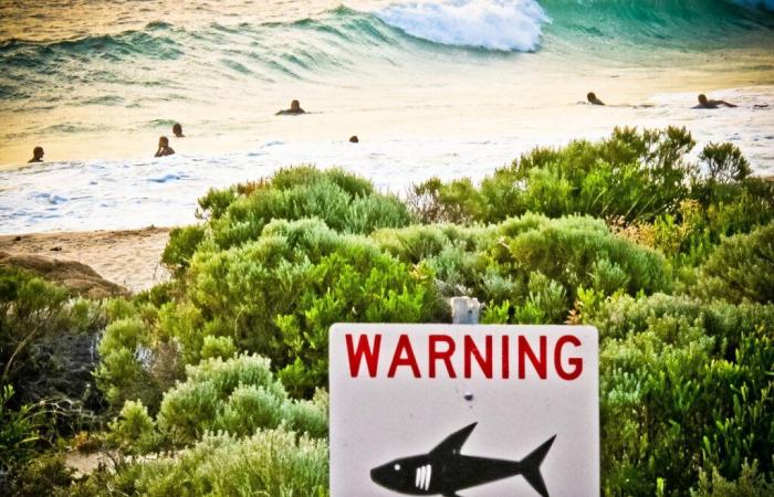 un homme tué par un requin sur la Grande Barrière de Corail