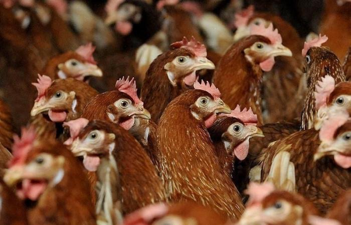 Grippe aviaire. Un foyer de contamination détecté dans l’Eure : 54 communes placées sous