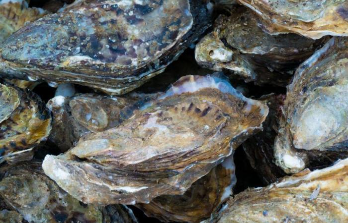 les coquilles d’huîtres et de fruits de mer peuvent être collectées et recyclées