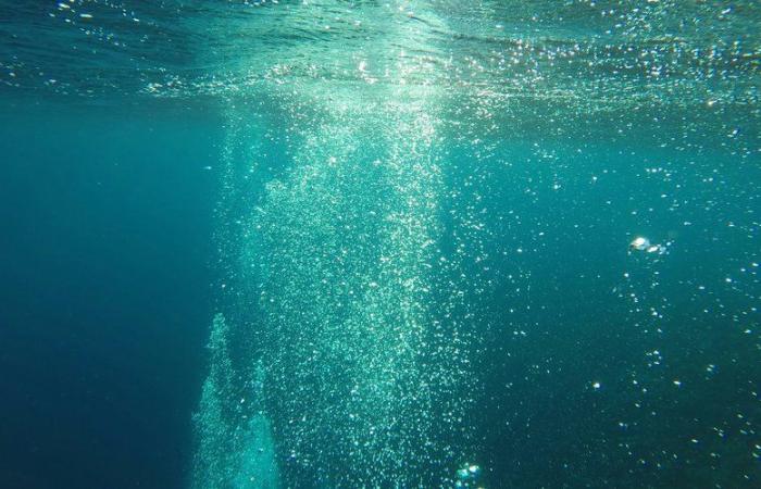 un touriste tué et un autre blessé par un requin dans « des eaux profondes en dehors de la zone de baignade »