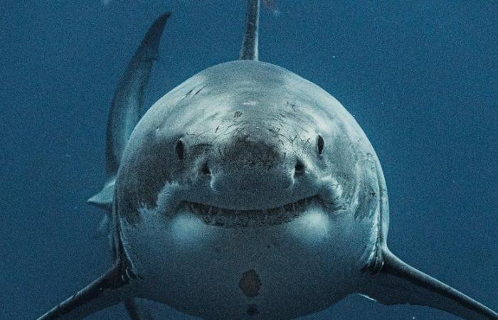 Un touriste décède après une attaque de requin en mer Rouge et un autre blessé