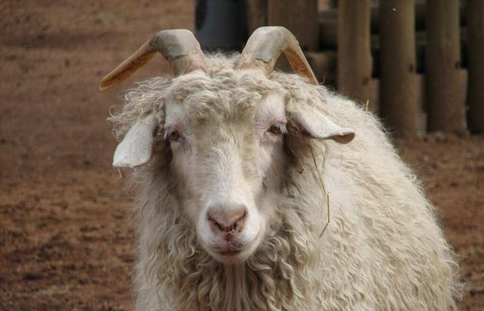 5 fermes pédagogiques surprenantes à visiter cet hiver en Ariège