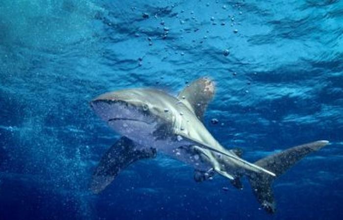 Un touriste tué par un requin en Egypte alors qu’il nageait dans la mer Rouge