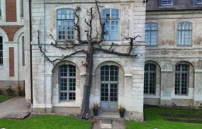 le poirier de l’abbaye de Valloires, histoire d’un arbre remarquable, de Cuisse-Madame et des rois d’Angleterre