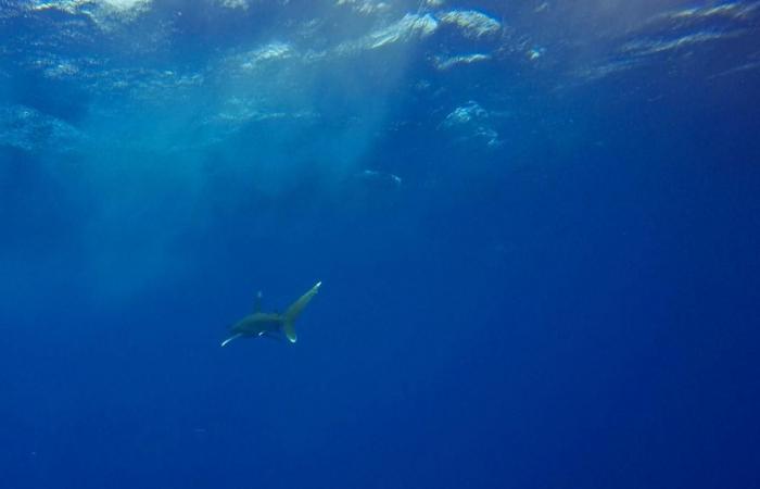 un touriste tué par un requin en mer Rouge (Ministère de l’Environnement)