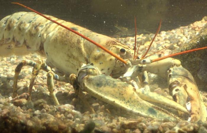 INHABITUEL. «Ça change du homard bleu», un homard doré exceptionnel présenté en aquarium