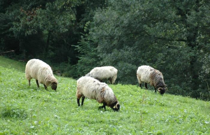 5 fermes pédagogiques surprenantes à visiter cet hiver en Ariège